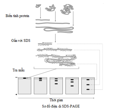 Phương pháp SEC kết hợp UC nâng cao hiệu quả phân tích proteome của sEVs