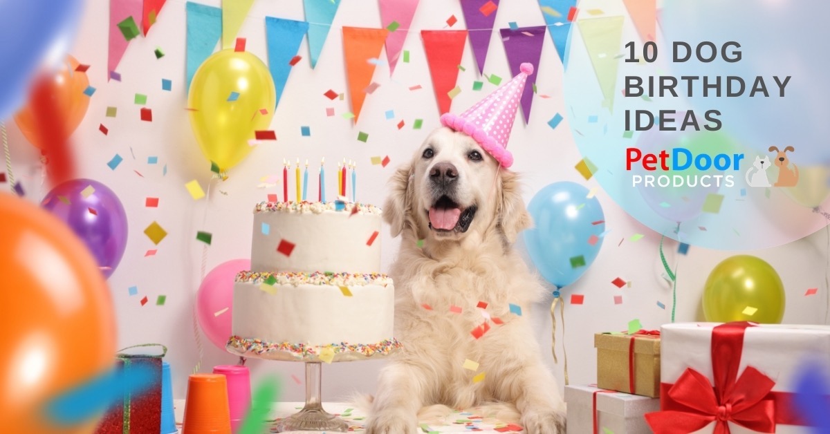 Celebrating Dog Birthdays Wishes And Ideas For A Happy Pet Day